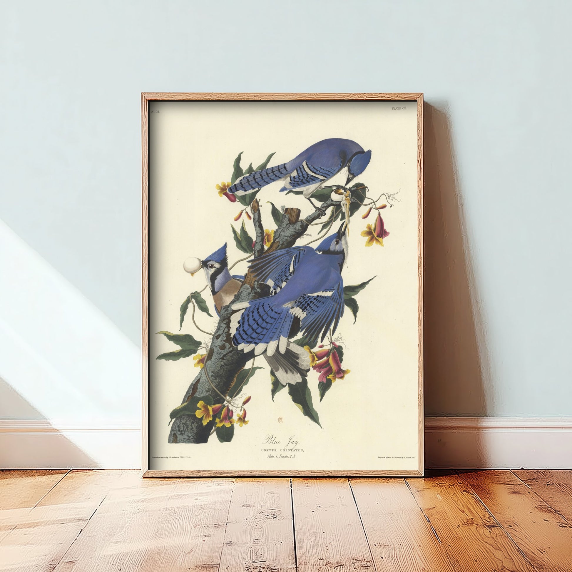 John James Audubon - Blue Jay - Birds of America Art Print Poster - Classic Painting 2/3