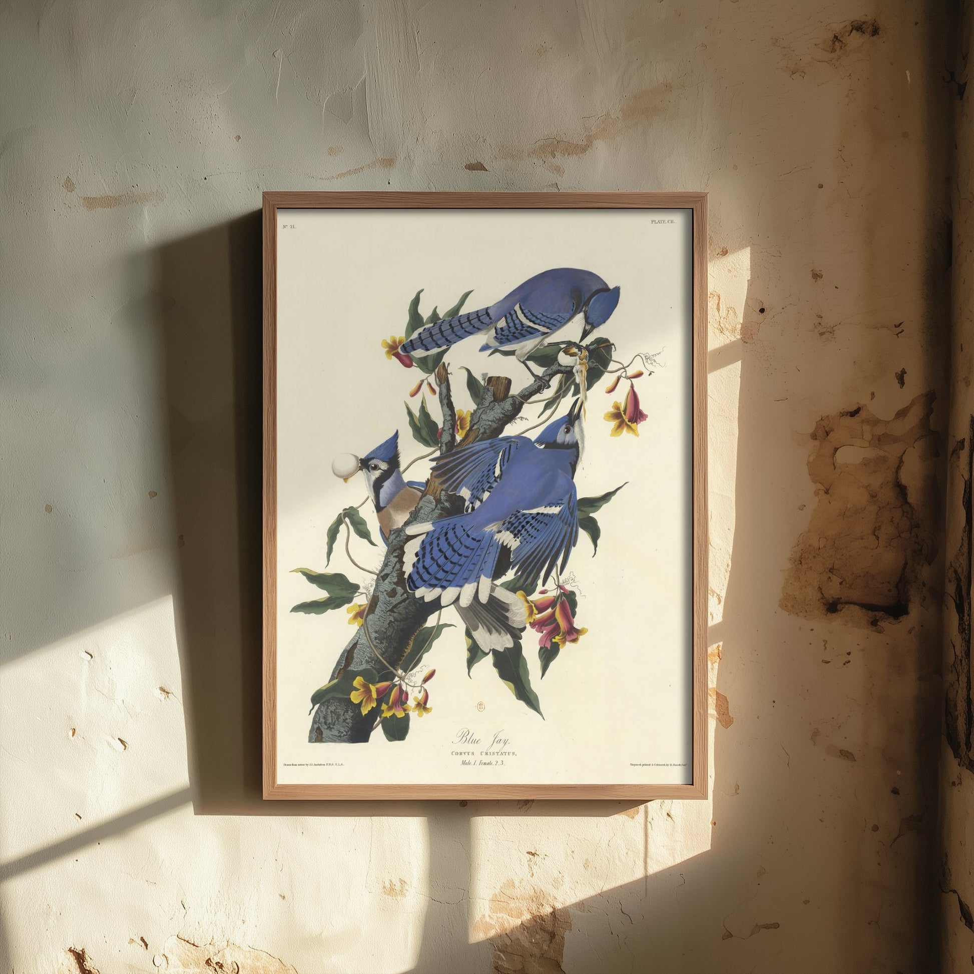 John James Audubon - Blue Jay - Birds of America Art Print Poster - Classic Painting 2/3