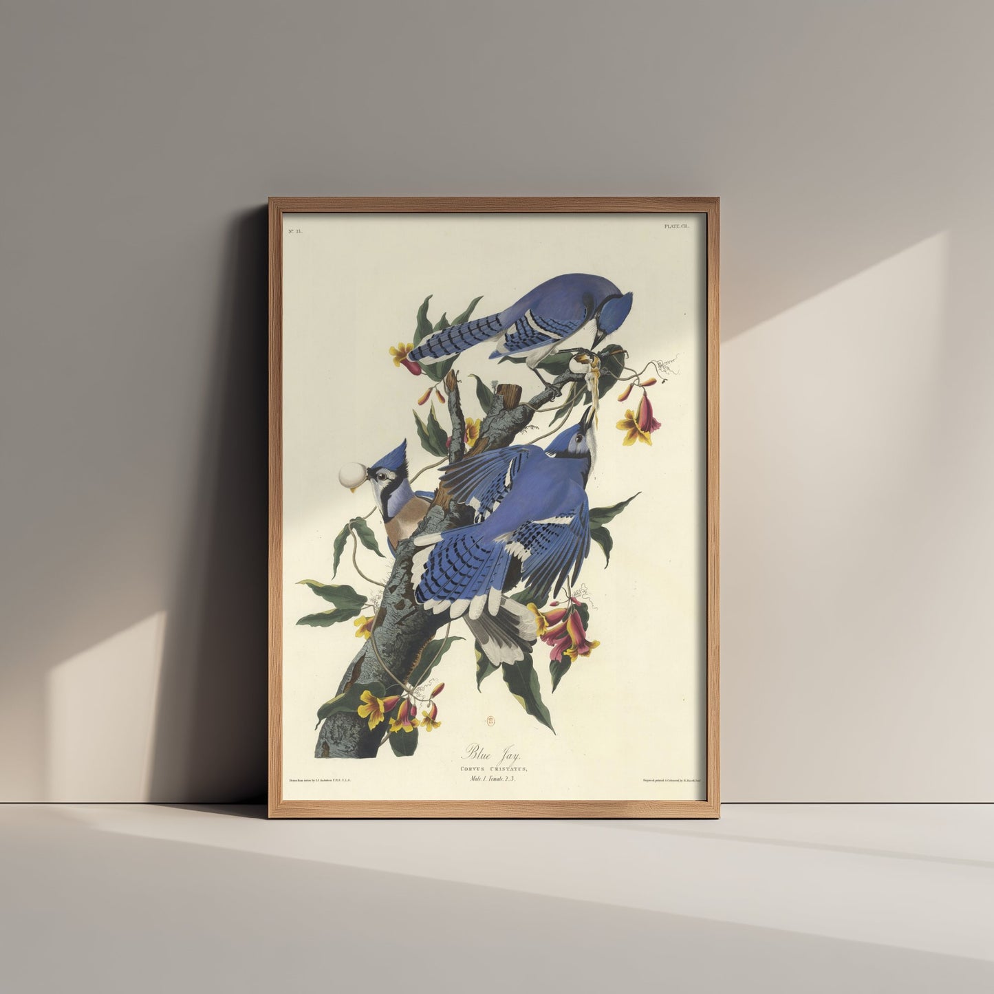 John James Audubon - Blue Jay - Birds of America Art Print Poster - Classic Painting 2/3