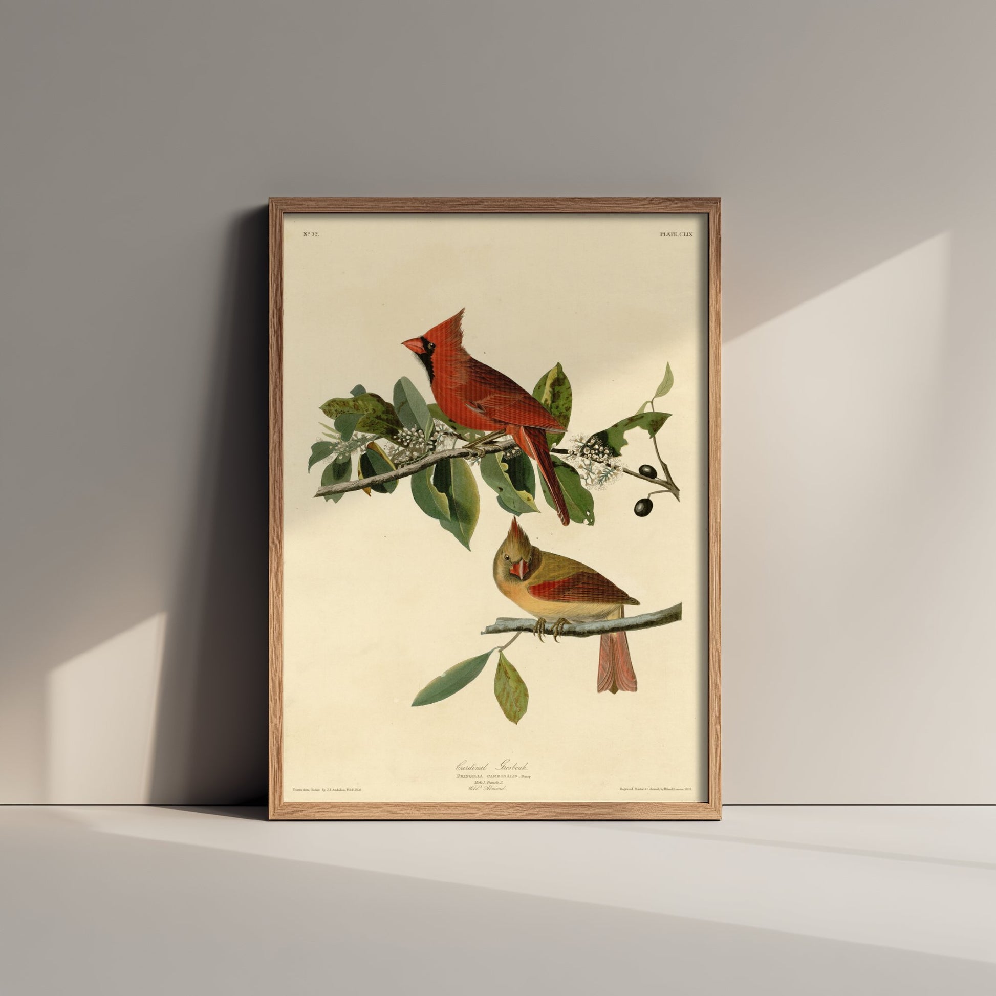 John James Audubon - Cardinal Grosbeak - Birds of America Art Print Poster - Classic Painting 3/3