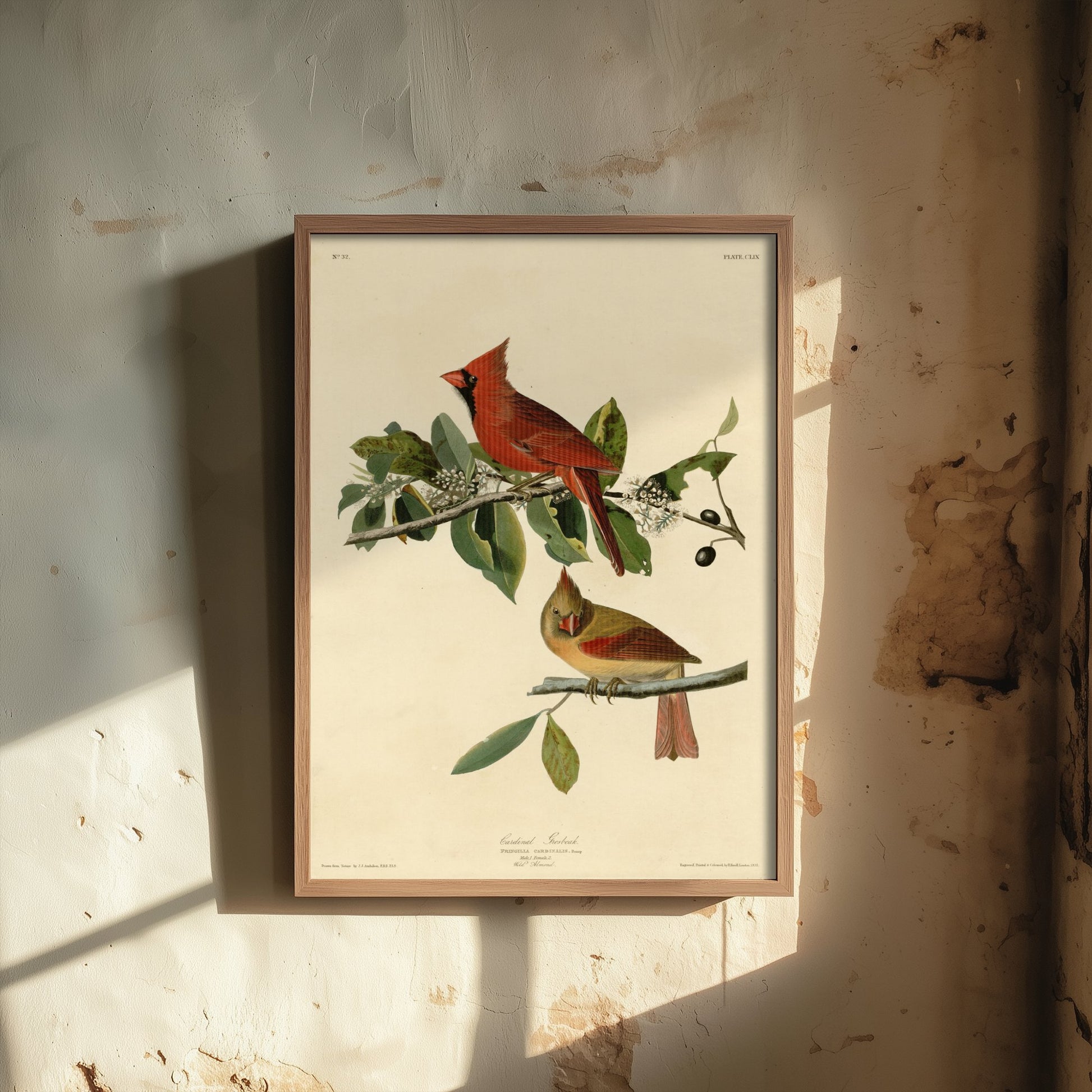 John James Audubon - Cardinal Grosbeak - Birds of America Art Print Poster - Classic Painting 3/3