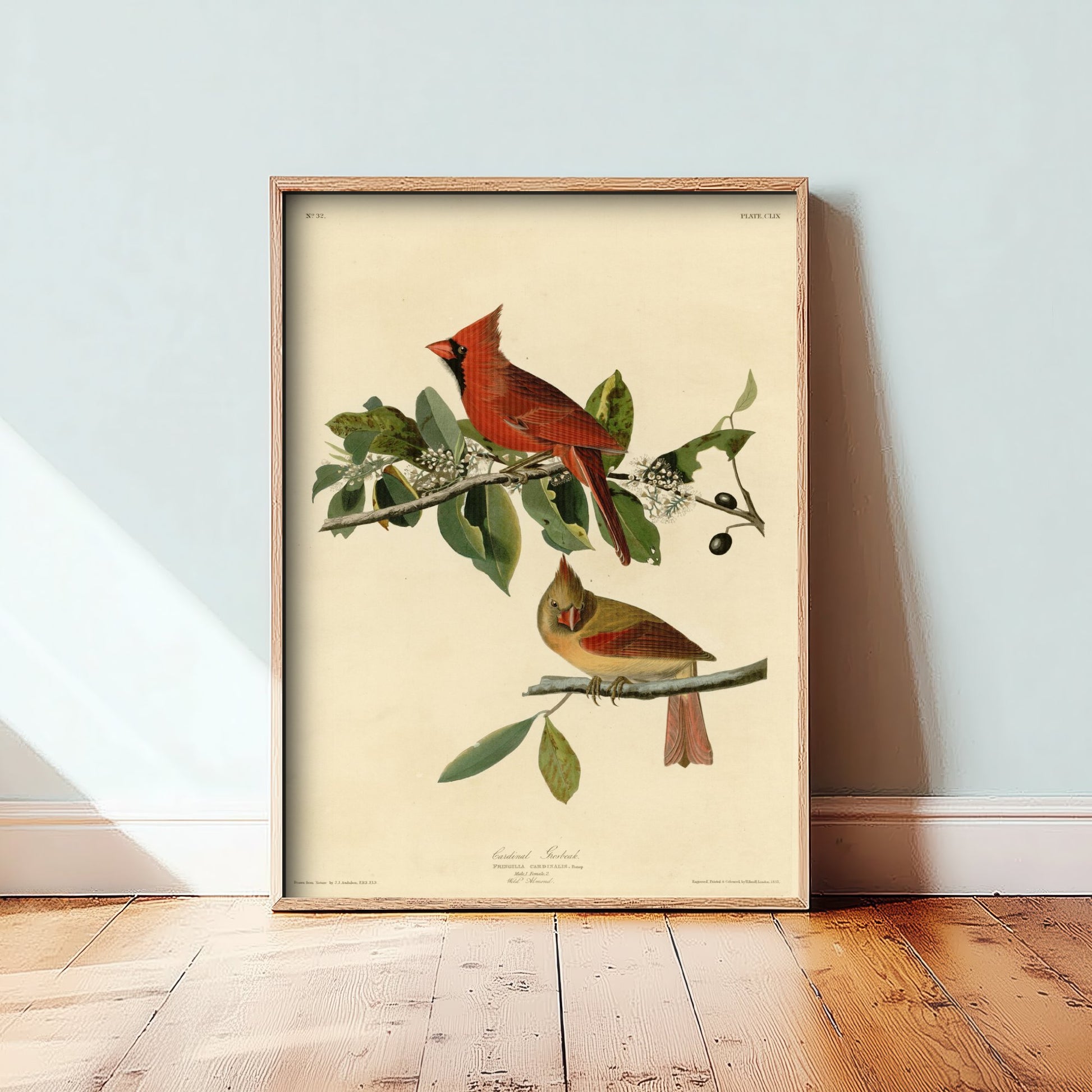 John James Audubon - Cardinal Grosbeak - Birds of America Art Print Poster - Classic Painting 3/3