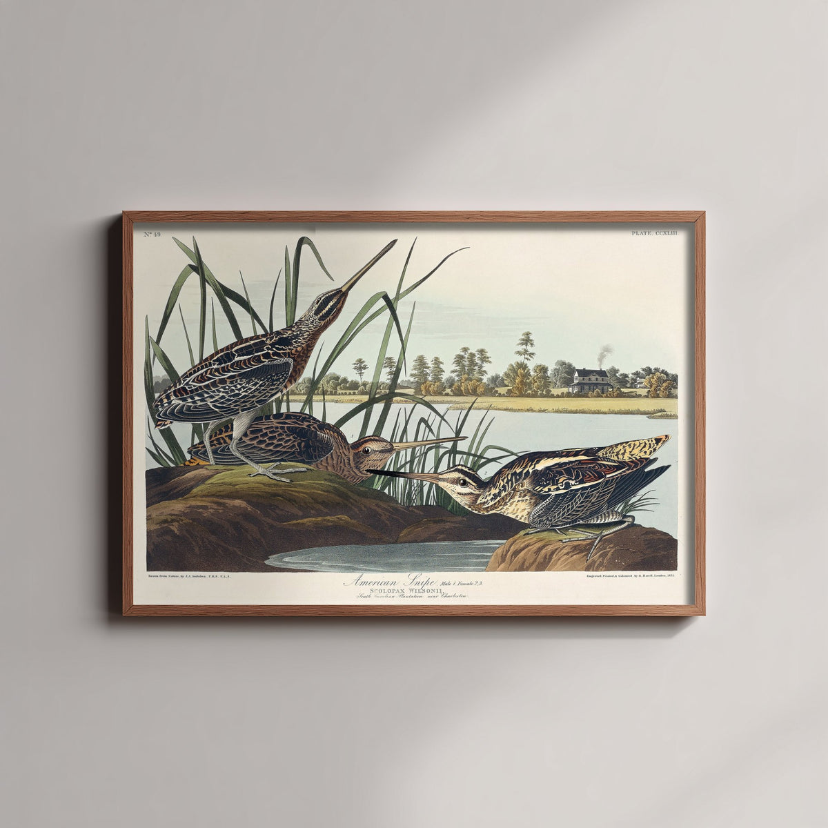 Wilson's Snipe Art Print - John James Audubon Poster - Birds of America Vintage Illustration