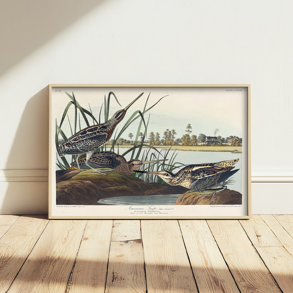 Wilson's Snipe Art Print - John James Audubon Poster - Birds of America Vintage Illustration