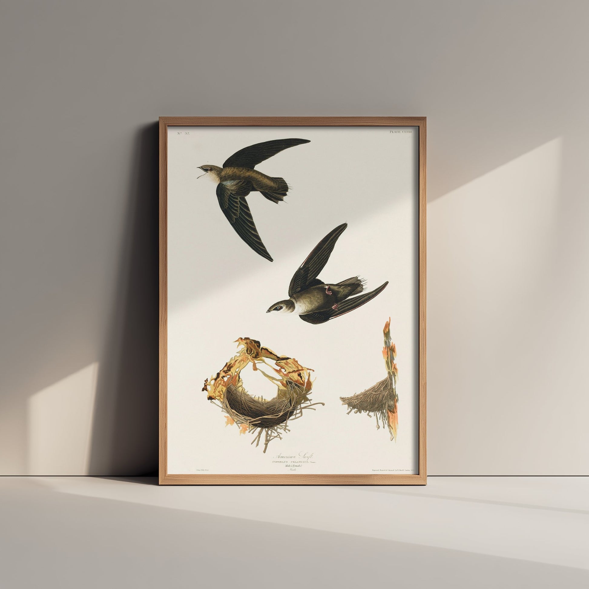 Chimney Swift Art Print - John James Audubon Poster - Birds of America Vintage Illustration
