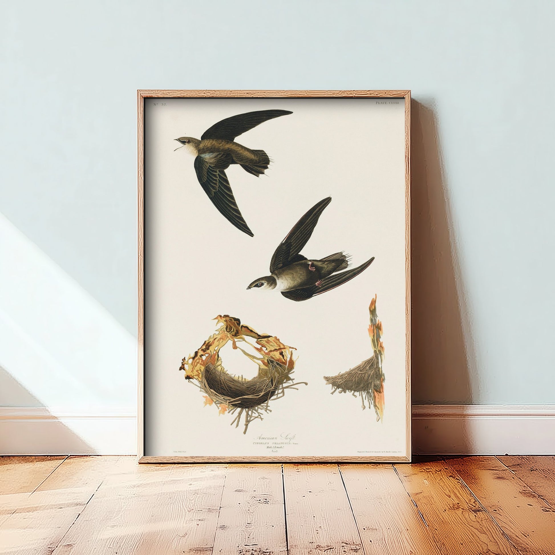 Chimney Swift Art Print - John James Audubon Poster - Birds of America Vintage Illustration