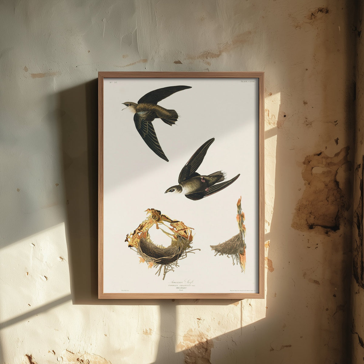 Chimney Swift Art Print - John James Audubon Poster - Birds of America Vintage Illustration