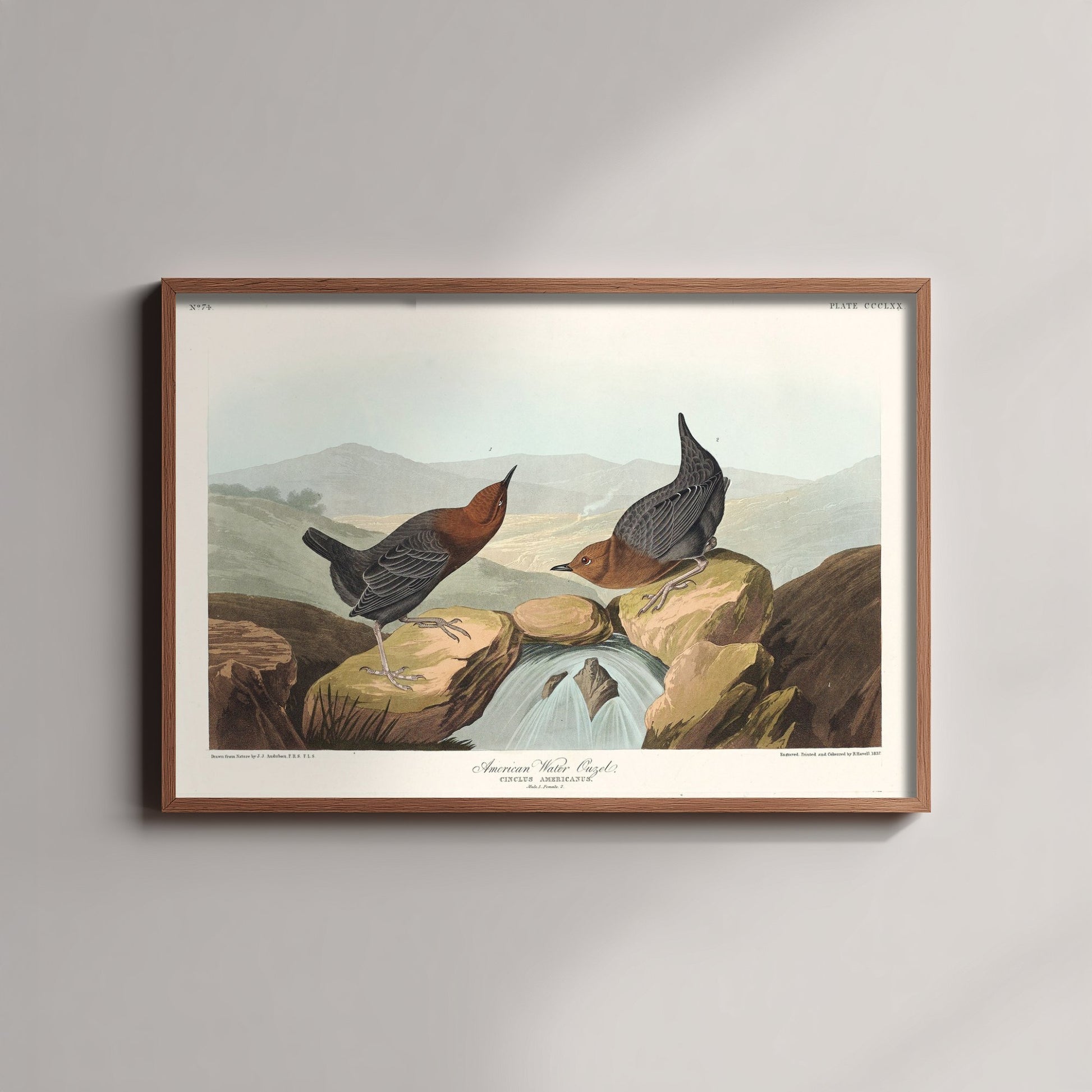American Dipper Art Print - John James Audubon Poster - Water Ouzel Birds of America Illustration
