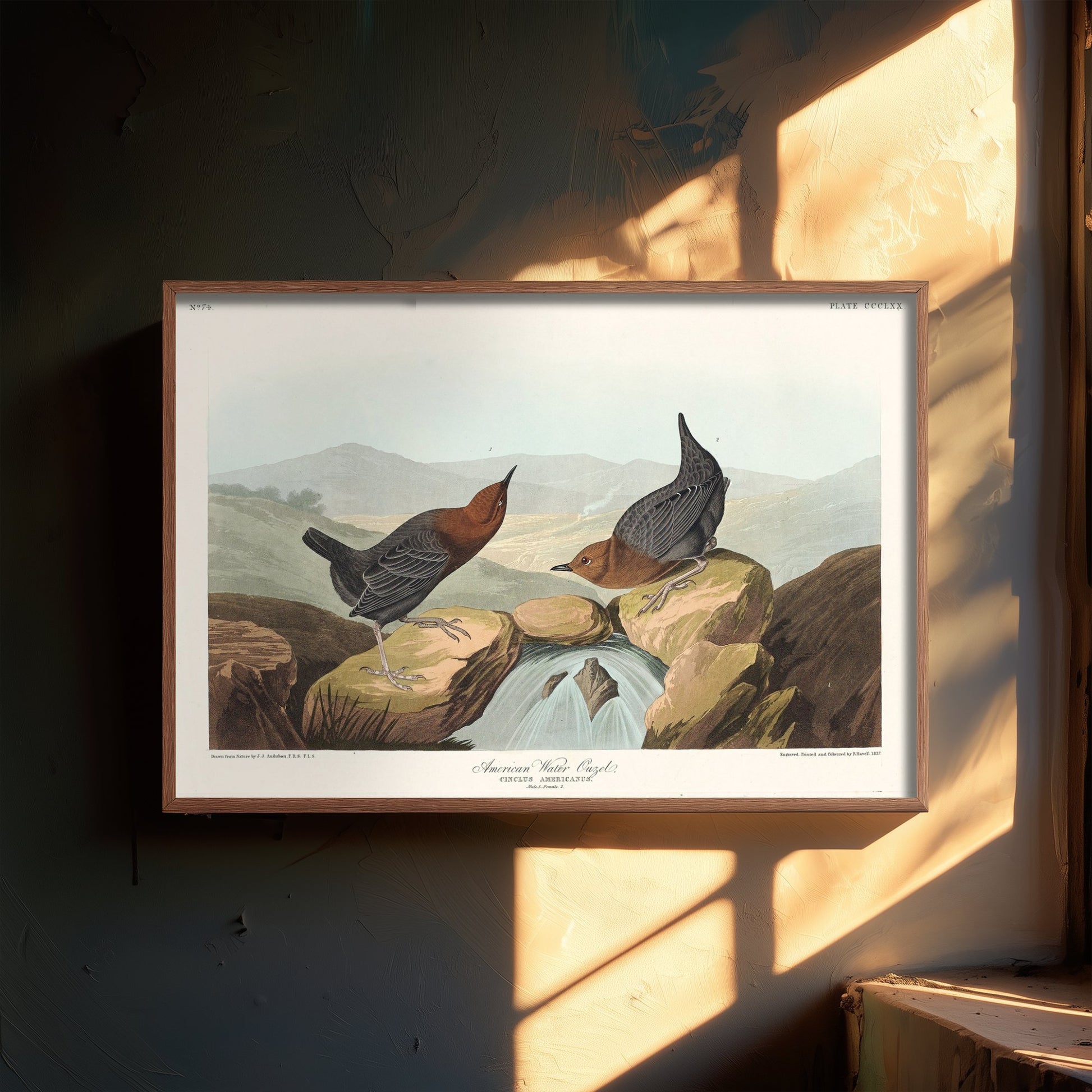 American Dipper Art Print - John James Audubon Poster - Water Ouzel Birds of America Illustration