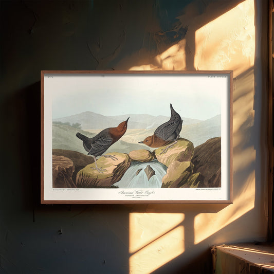 American Dipper Art Print - John James Audubon Poster - Water Ouzel Birds of America Illustration