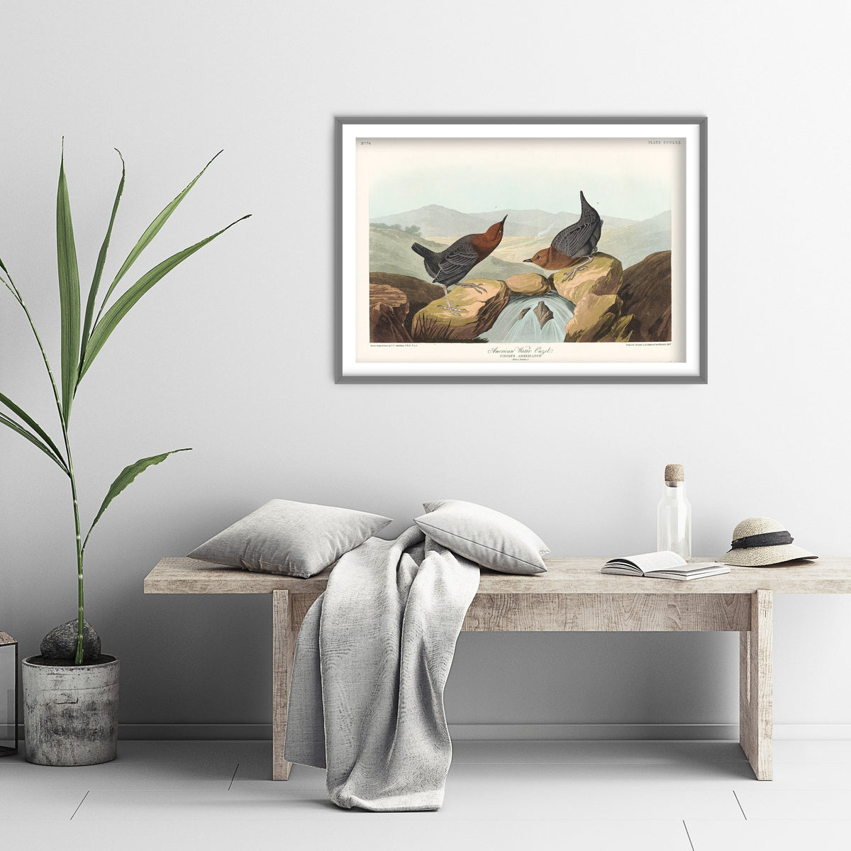 American Dipper Art Print - John James Audubon Poster - Water Ouzel Birds of America Illustration