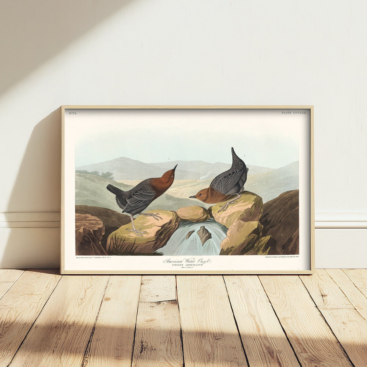 American Dipper Art Print - John James Audubon Poster - Water Ouzel Birds of America Illustration