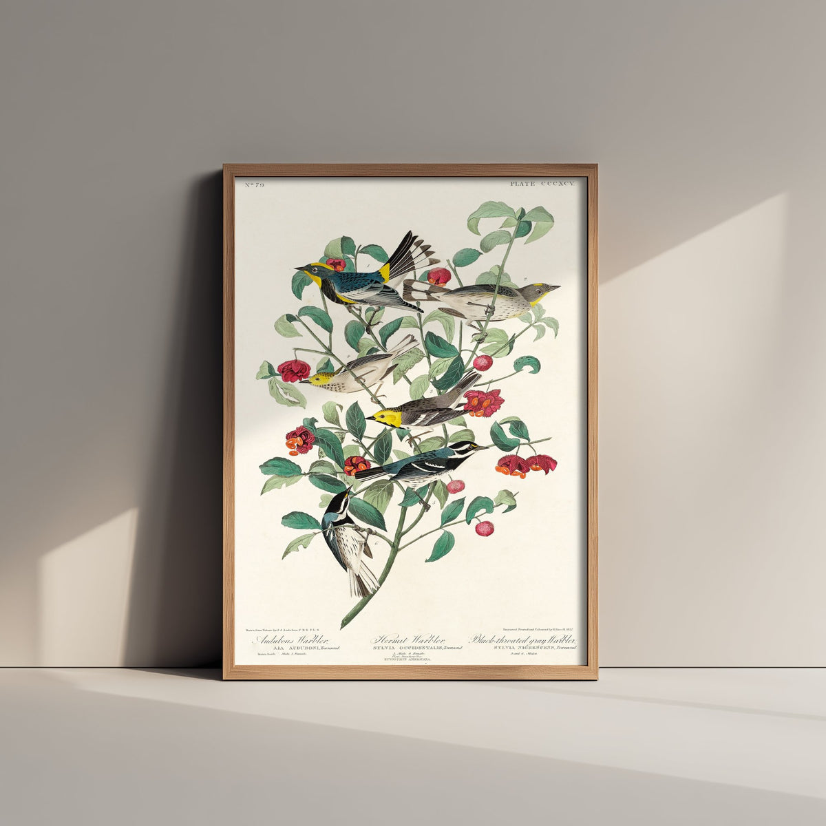 Yellow-rumped Warbler Art Print - John James Audubon Poster - Birds of America Vintage Illustration