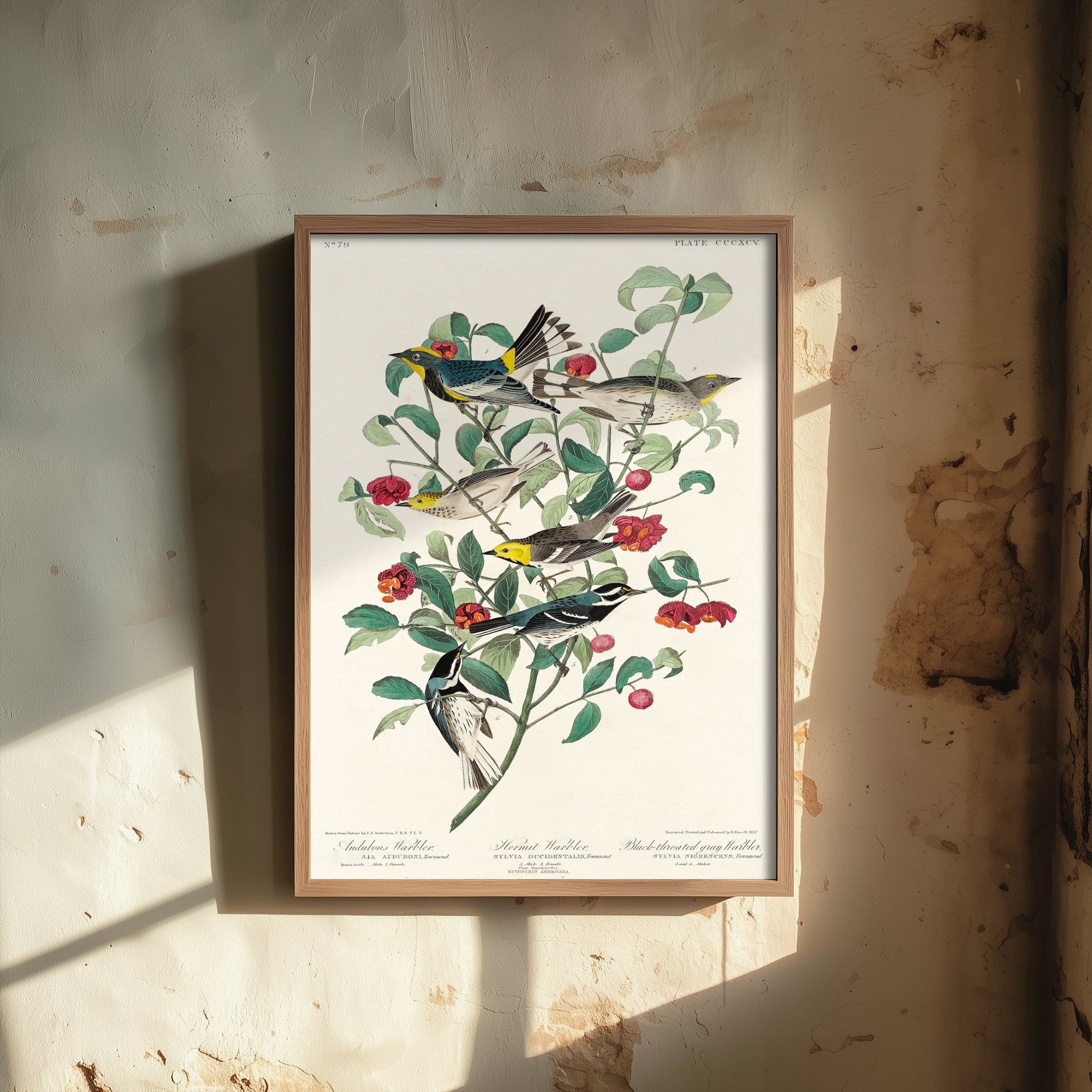 Yellow-rumped Warbler Art Print - John James Audubon Poster - Birds of America Vintage Illustration