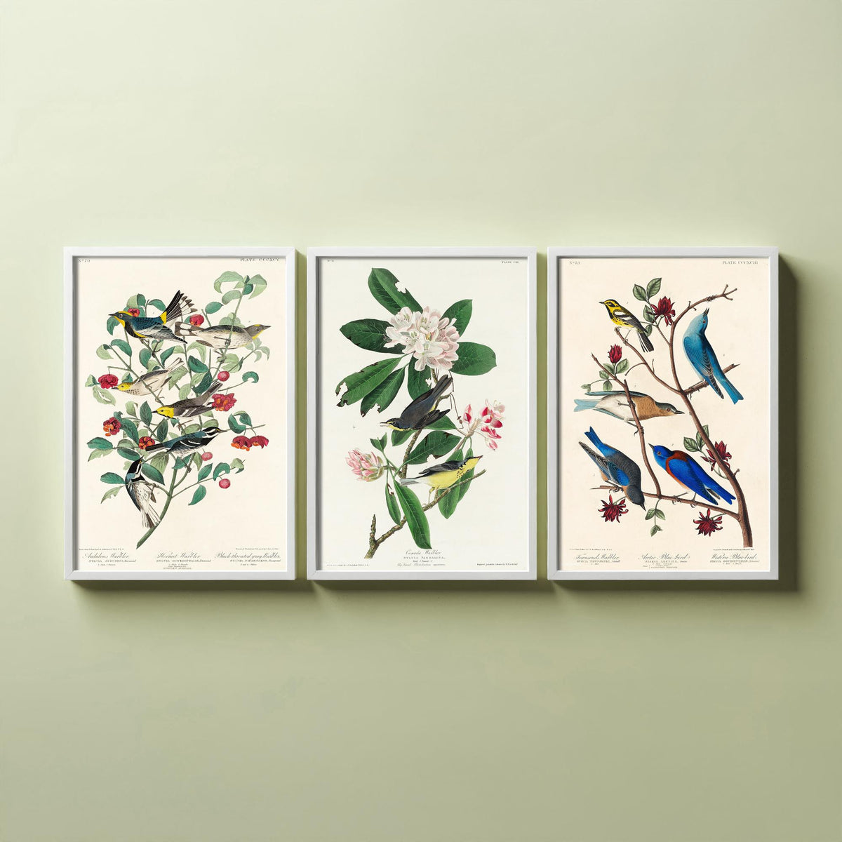 Set of Three John James Audubon Prints - Audubon's Canada Townsend's Warblers - 3 Bird Paintings Poster Wall Art Gift Illustration