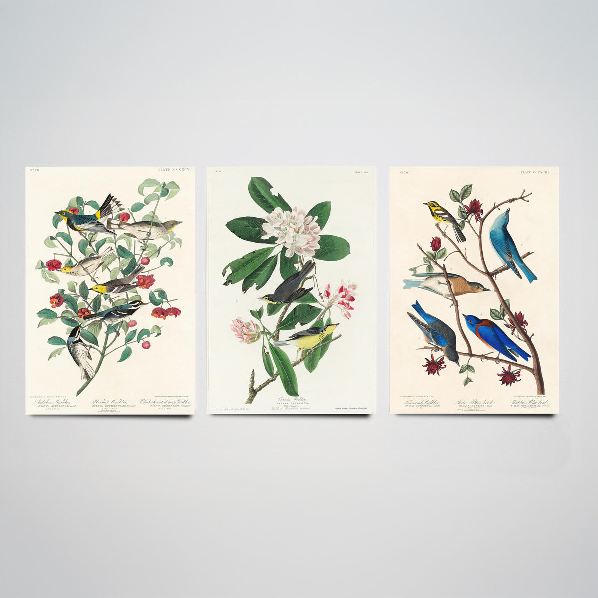 Set of Three John James Audubon Prints - Audubon's Canada Townsend's Warblers - 3 Bird Paintings Poster Wall Art Gift Illustration