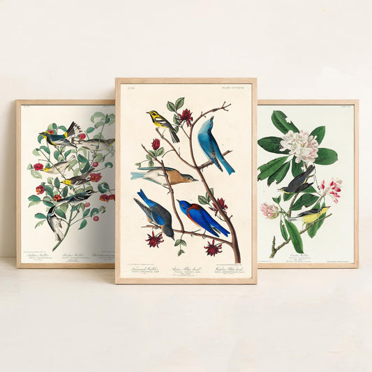 Set of Three John James Audubon Prints - Audubon's Canada Townsend's Warblers - 3 Bird Paintings Poster Wall Art Gift Illustration