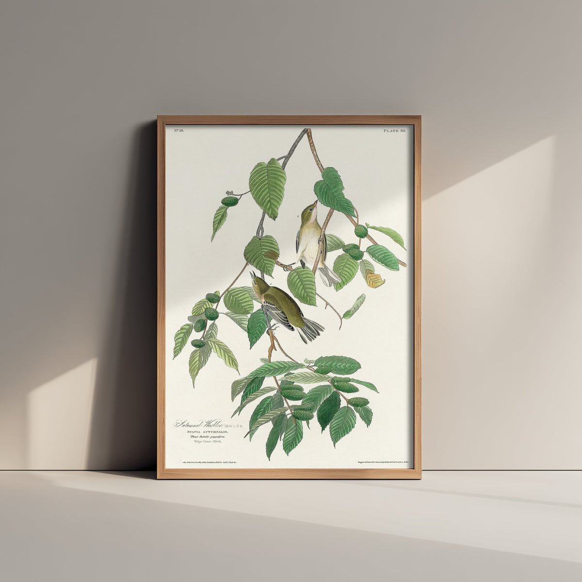 Blackpoll Warbler Art Print - John James Audubon Poster - Autumnal Warbler Birds of America Illustration