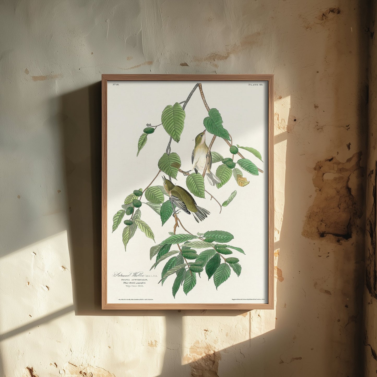 Blackpoll Warbler Art Print - John James Audubon Poster - Autumnal Warbler Birds of America Illustration