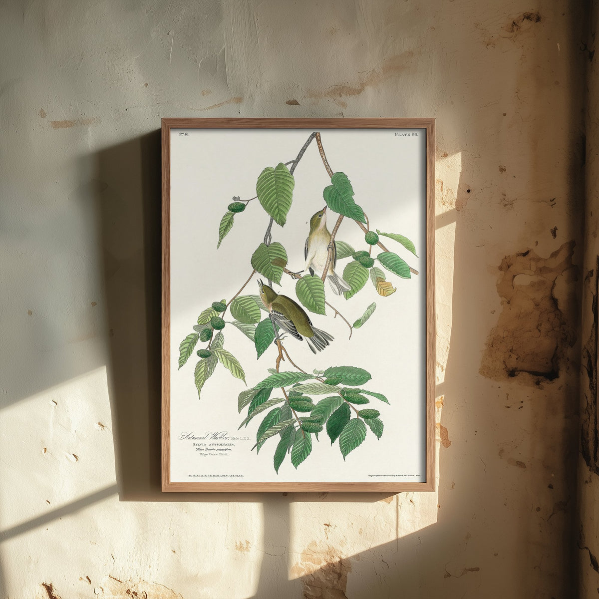 Blackpoll Warbler Art Print - John James Audubon Poster - Autumnal Warbler Birds of America Illustration