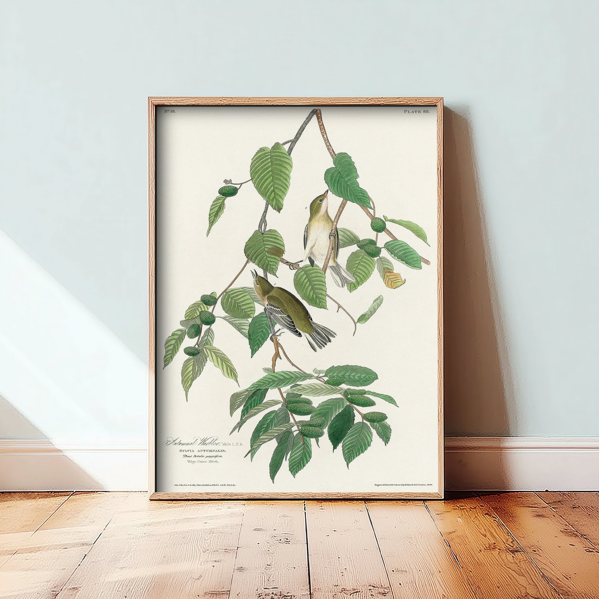 Blackpoll Warbler Art Print - John James Audubon Poster - Autumnal Warbler Birds of America Illustration