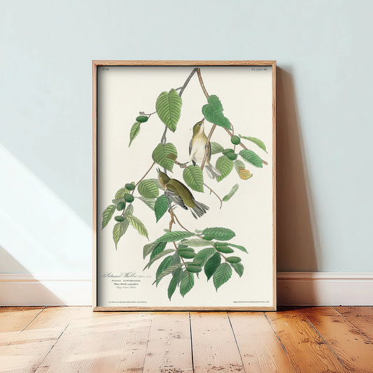 Blackpoll Warbler Art Print - John James Audubon Poster - Autumnal Warbler Birds of America Illustration