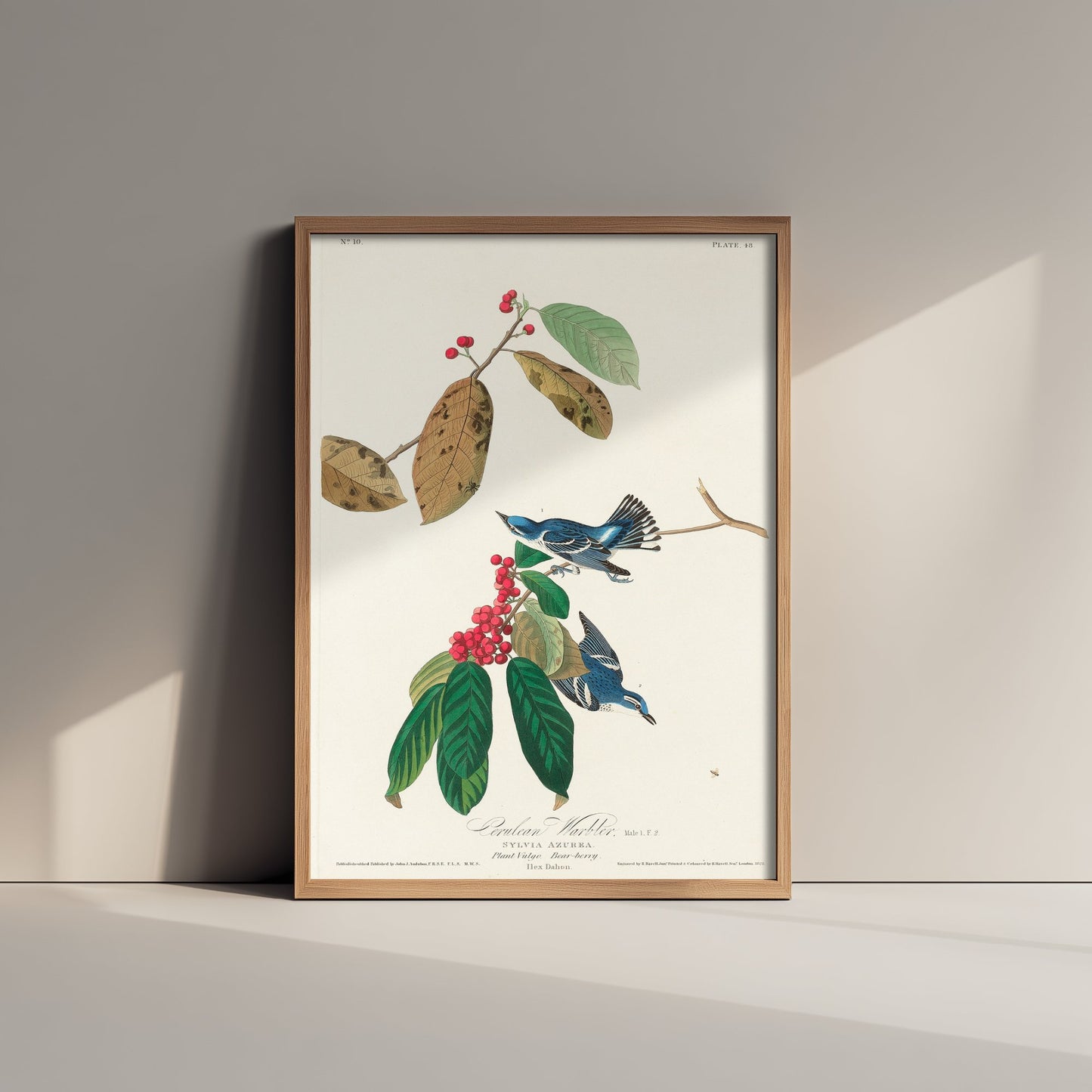 Cerulean Warbler Art Print - John James Audubon Poster - Azure Warbler Birds of America Illustration