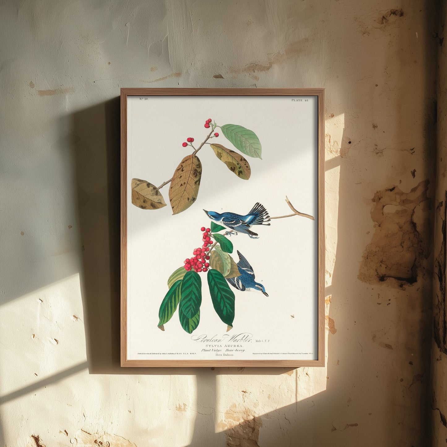 Cerulean Warbler Art Print - John James Audubon Poster - Azure Warbler Birds of America Illustration