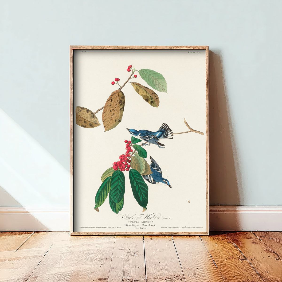 Cerulean Warbler Art Print - John James Audubon Poster - Azure Warbler Birds of America Illustration