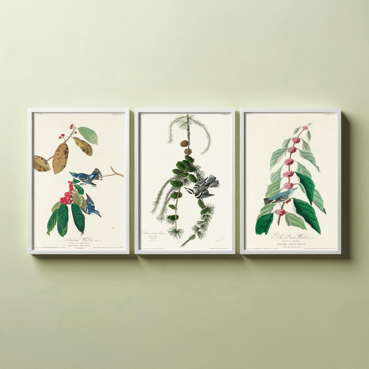 Set of Three John James Audubon Prints - Cerulean Black-and-white Blue-Green Warblers - 3 Bird Paintings Poster Wall Art Illustration