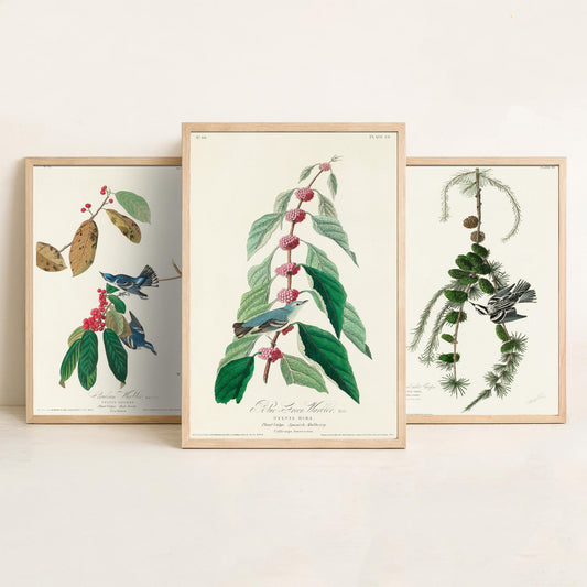 Set of Three John James Audubon Prints - Cerulean Black-and-white Blue-Green Warblers - 3 Bird Paintings Poster Wall Art Illustration