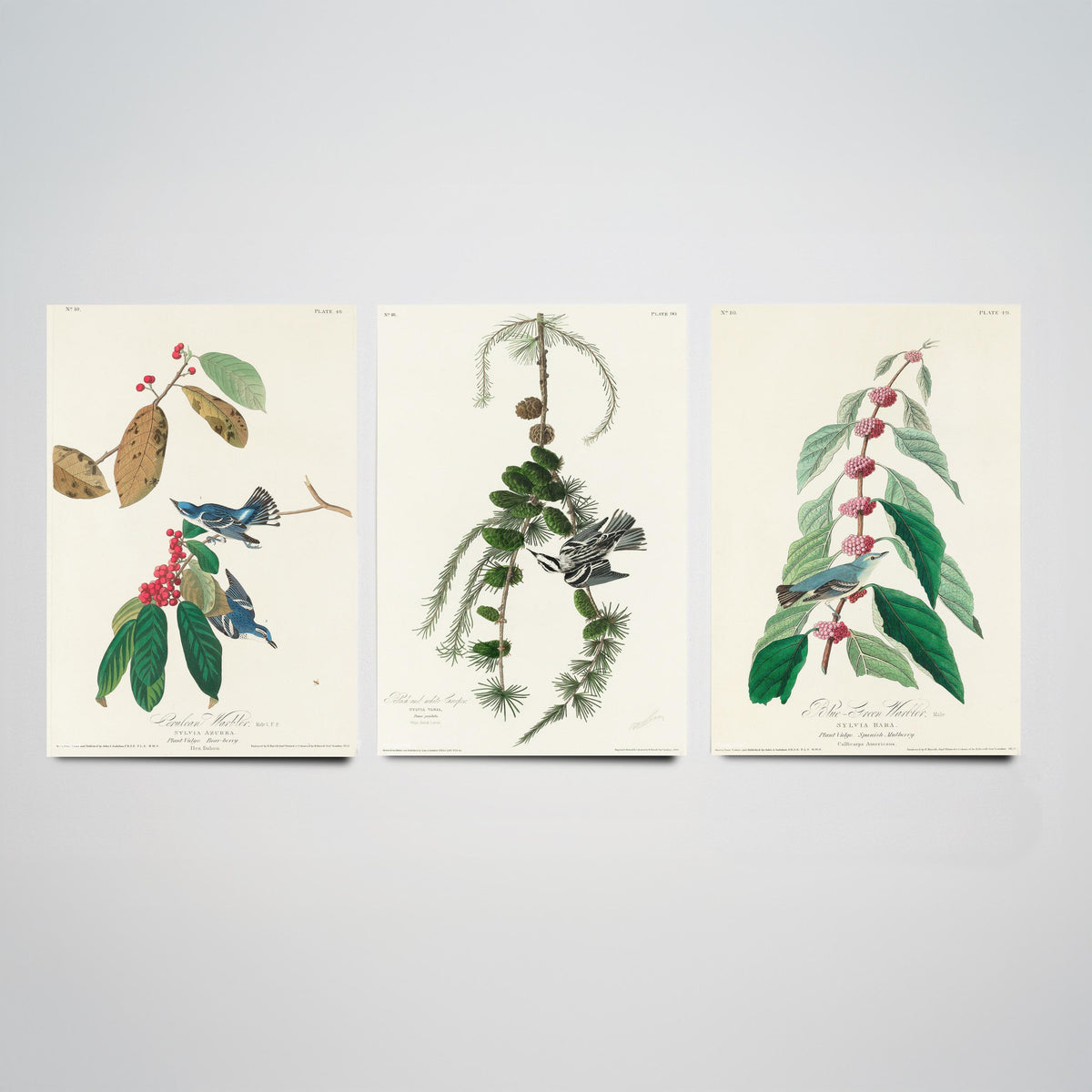Set of Three John James Audubon Prints - Cerulean Black-and-white Blue-Green Warblers - 3 Bird Paintings Poster Wall Art Illustration