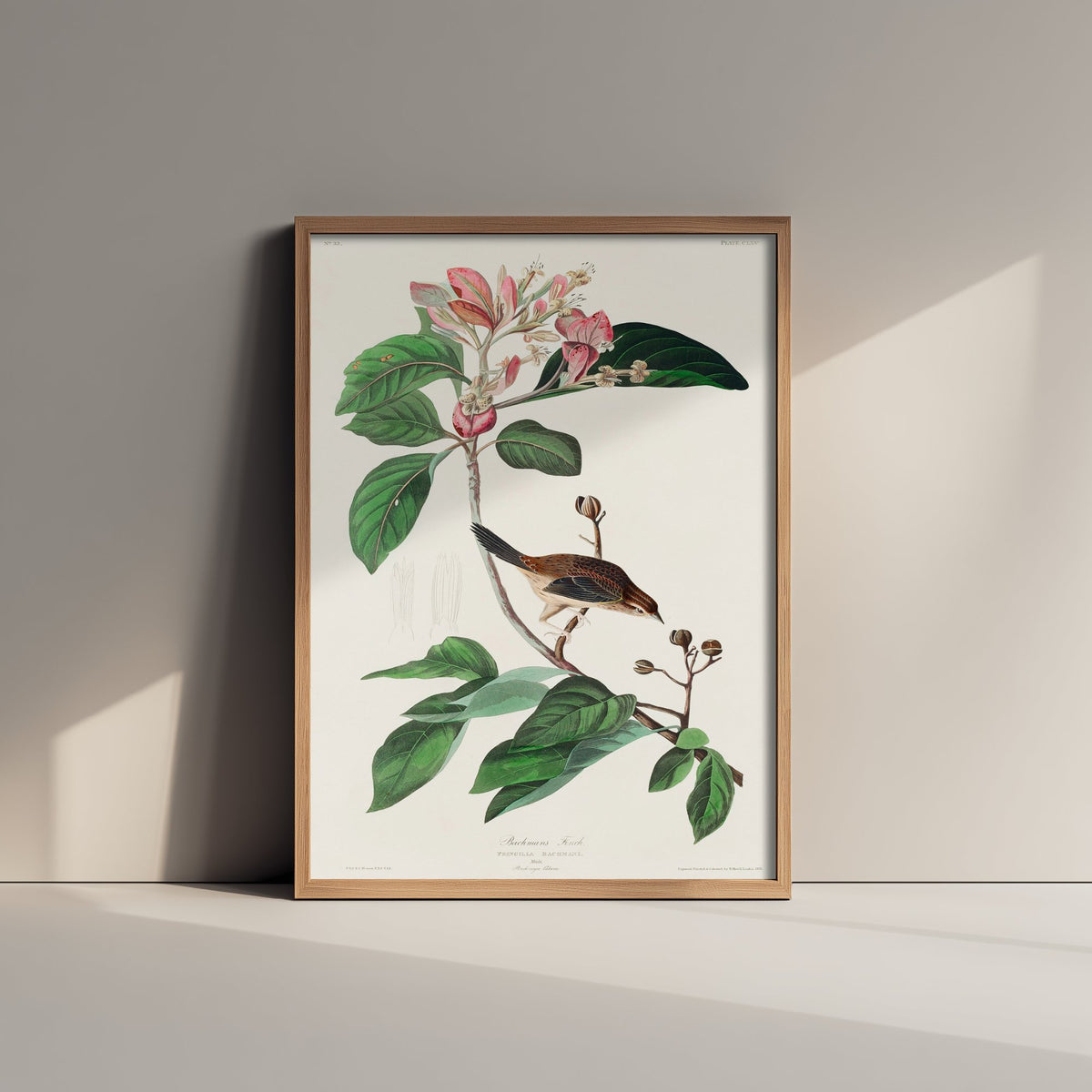 Bachman's Sparrow Art Print - John James Audubon Poster - Birds of America Vintage Illustration