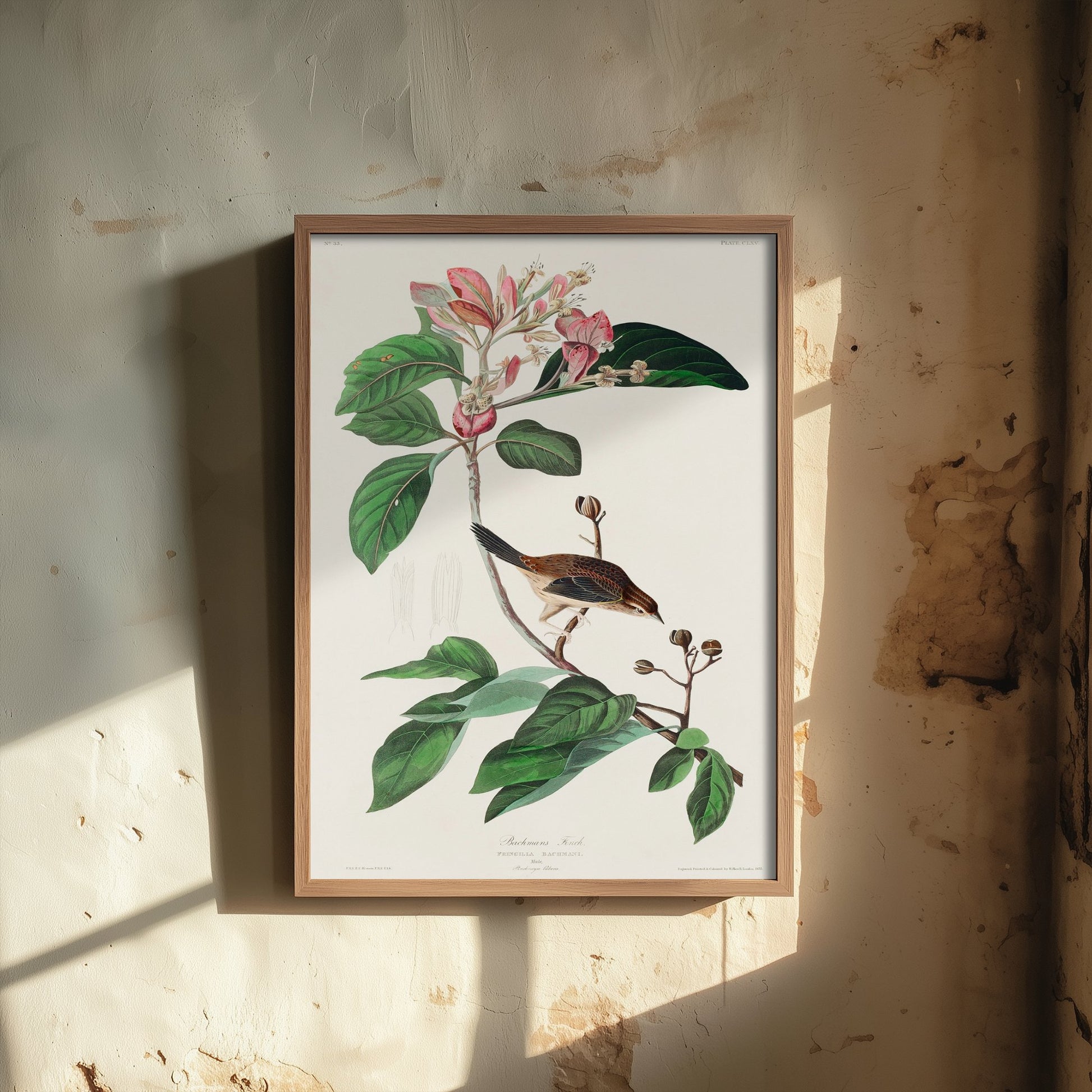 Bachman's Sparrow Art Print - John James Audubon Poster - Birds of America Vintage Illustration
