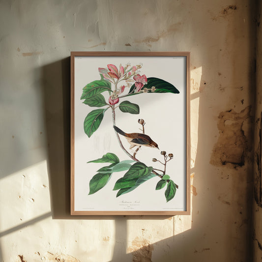 Bachman's Sparrow Art Print - John James Audubon Poster - Birds of America Vintage Illustration