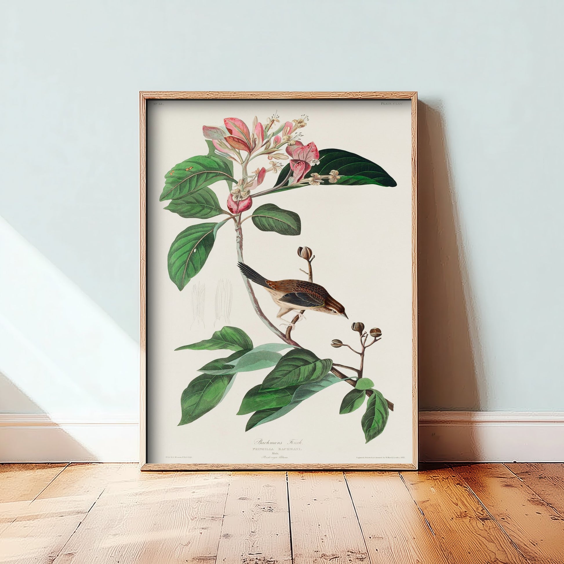 Bachman's Sparrow Art Print - John James Audubon Poster - Birds of America Vintage Illustration