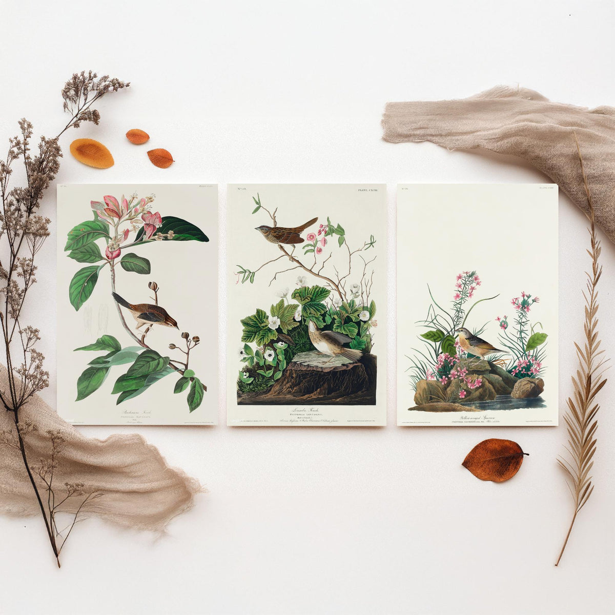 Set of Three John James Audubon Prints - Bachman's Lincoln's Grasshopper Sparrows - 3 Bird Paintings Poster Wall Art Gift Ornithology