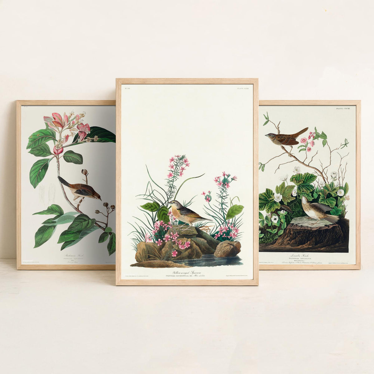 Set of Three John James Audubon Prints - Bachman's Lincoln's Grasshopper Sparrows - 3 Bird Paintings Poster Wall Art Gift Ornithology