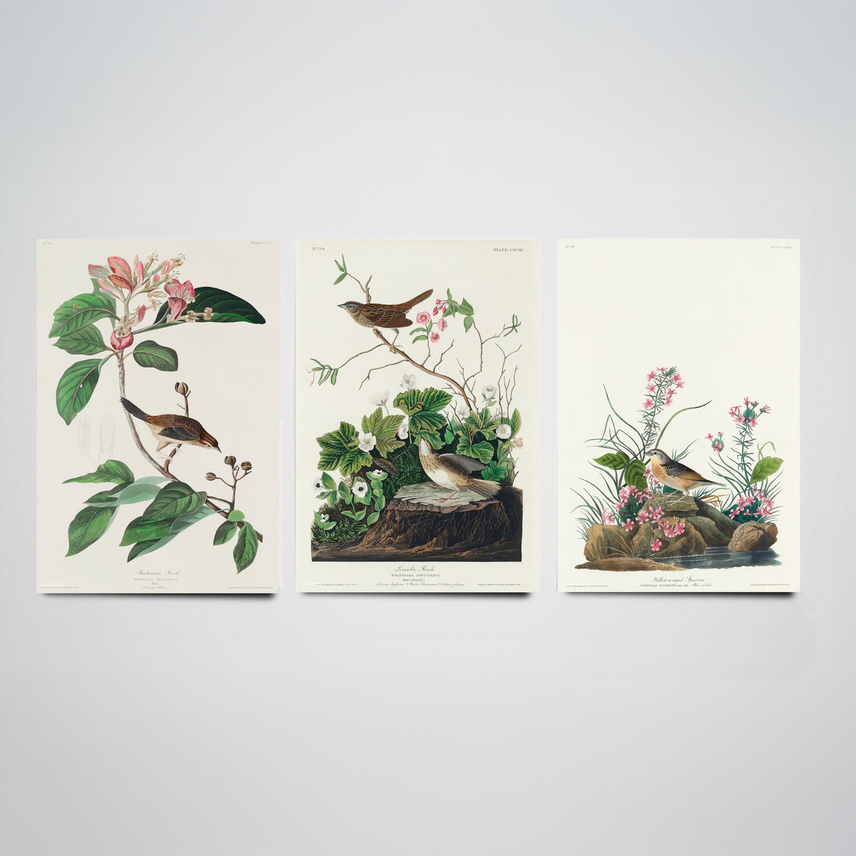Set of Three John James Audubon Prints - Bachman's Lincoln's Grasshopper Sparrows - 3 Bird Paintings Poster Wall Art Gift Ornithology