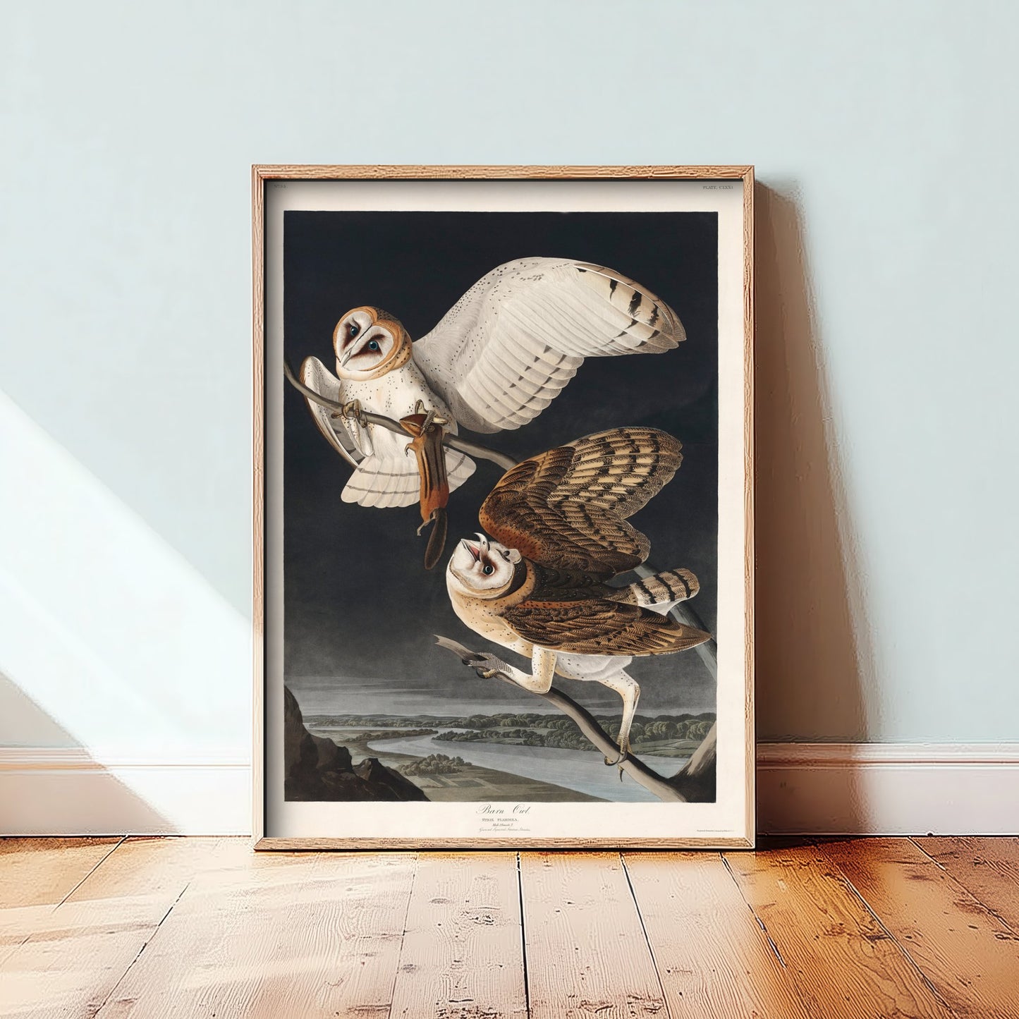 Barn Owl Art Print - John James Audubon Poster - Birds of America Vintage Illustration