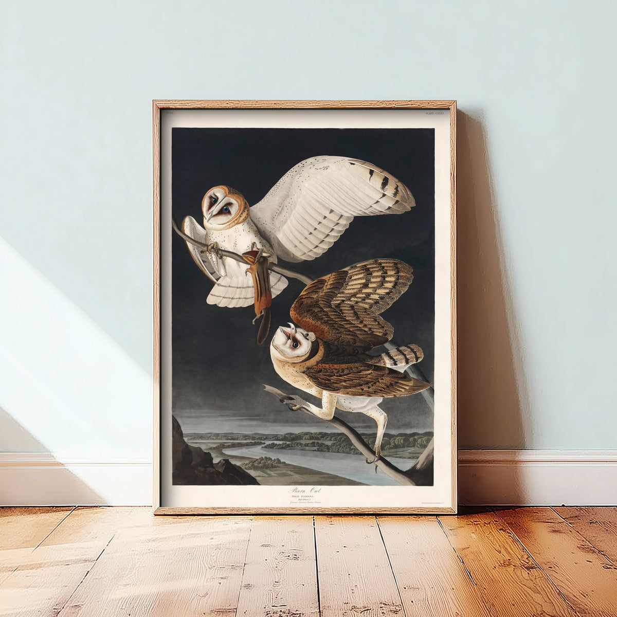 Barn Owl Art Print - John James Audubon Poster - Birds of America Vintage Illustration