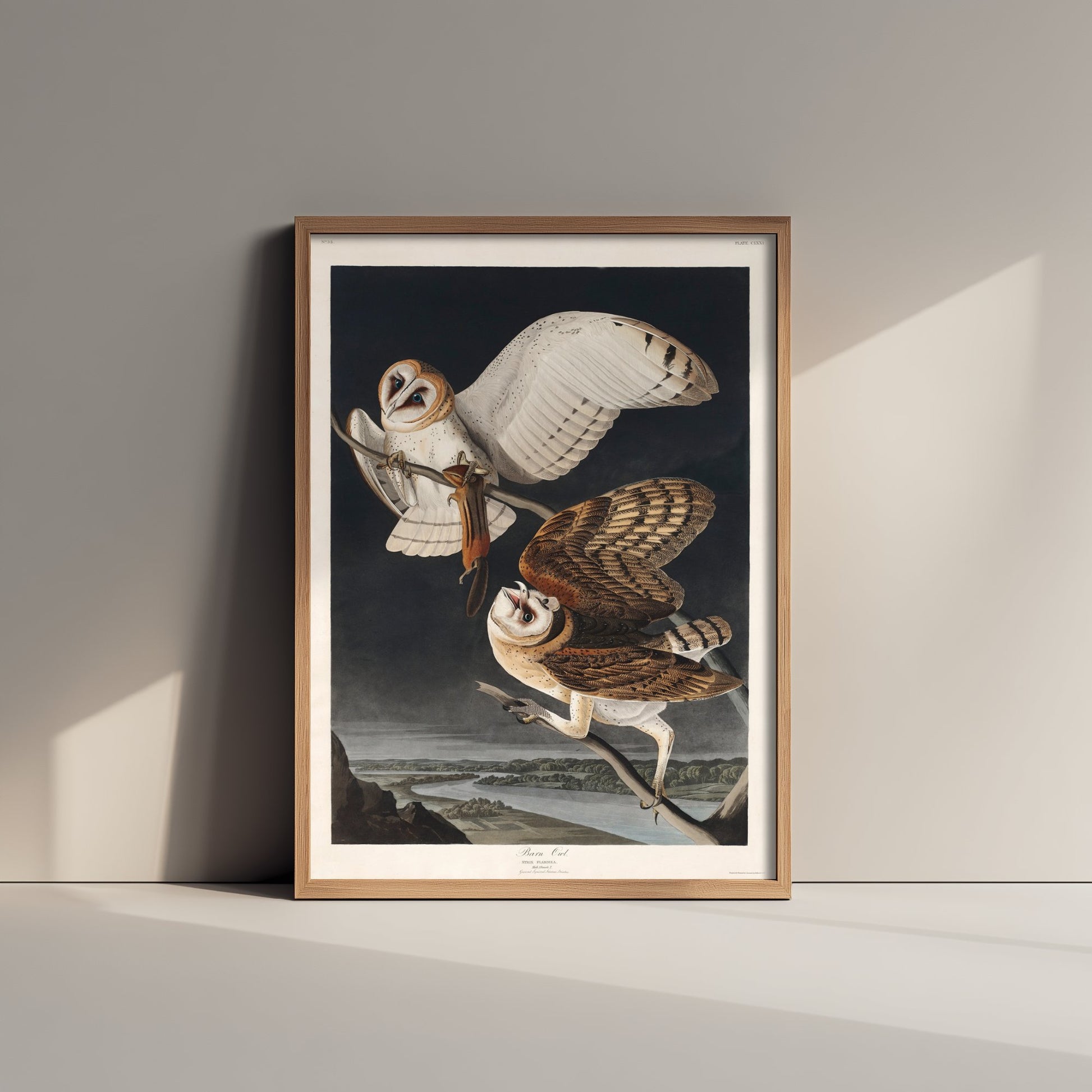 Barn Owl Art Print - John James Audubon Poster - Birds of America Vintage Illustration