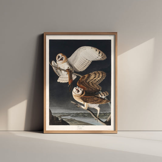 Barn Owl Art Print - John James Audubon Poster - Birds of America Vintage Illustration
