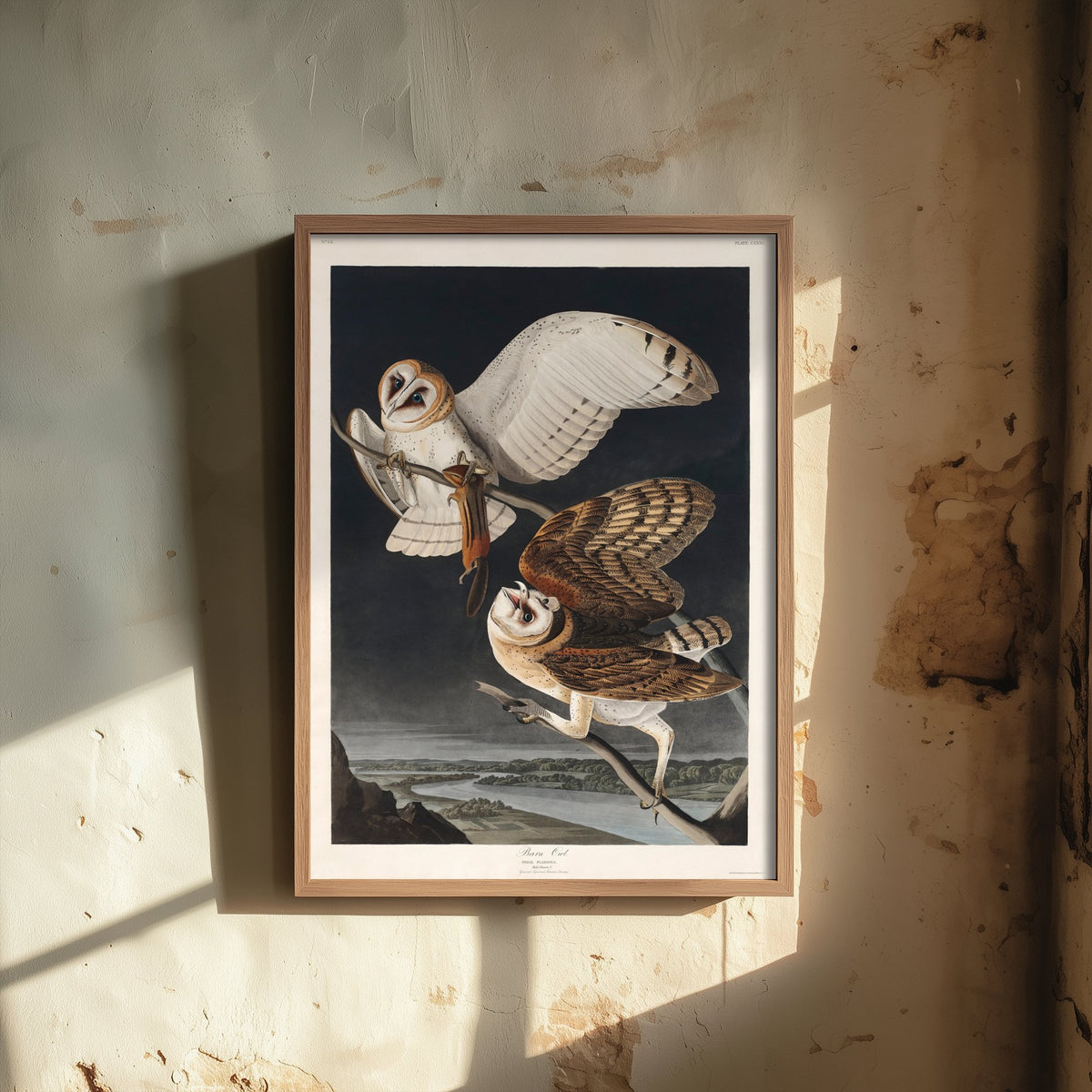 Barn Owl Art Print - John James Audubon Poster - Birds of America Vintage Illustration