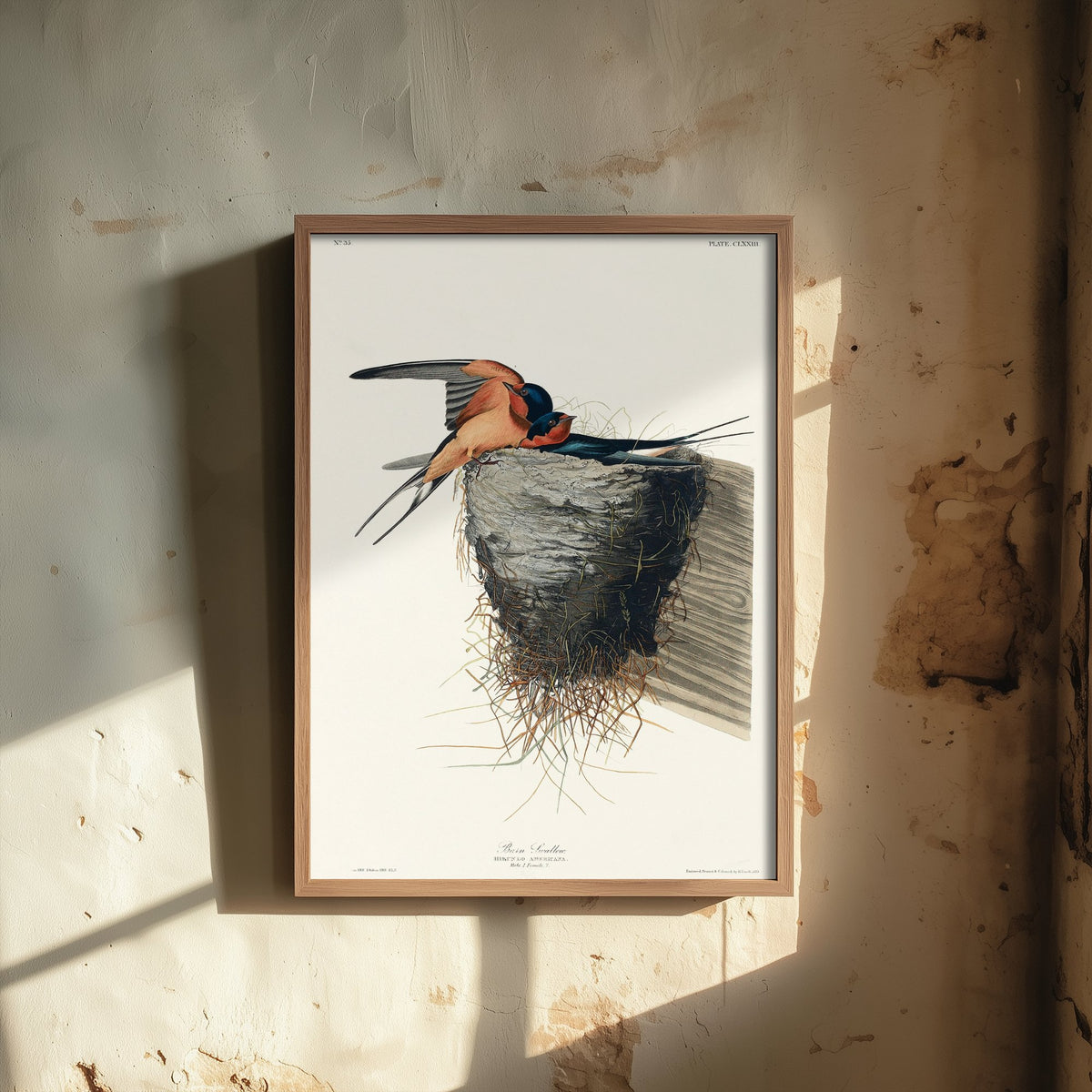 Barn Swallow Art Print - John James Audubon Poster - Birds of America Vintage Illustration