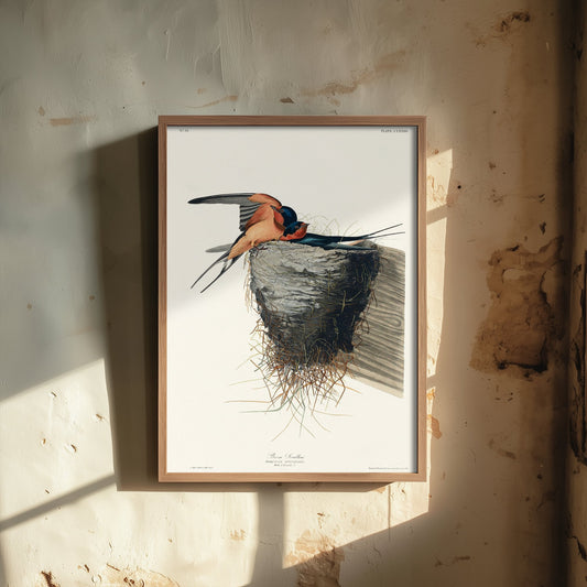 Barn Swallow Art Print - John James Audubon Poster - Birds of America Vintage Illustration