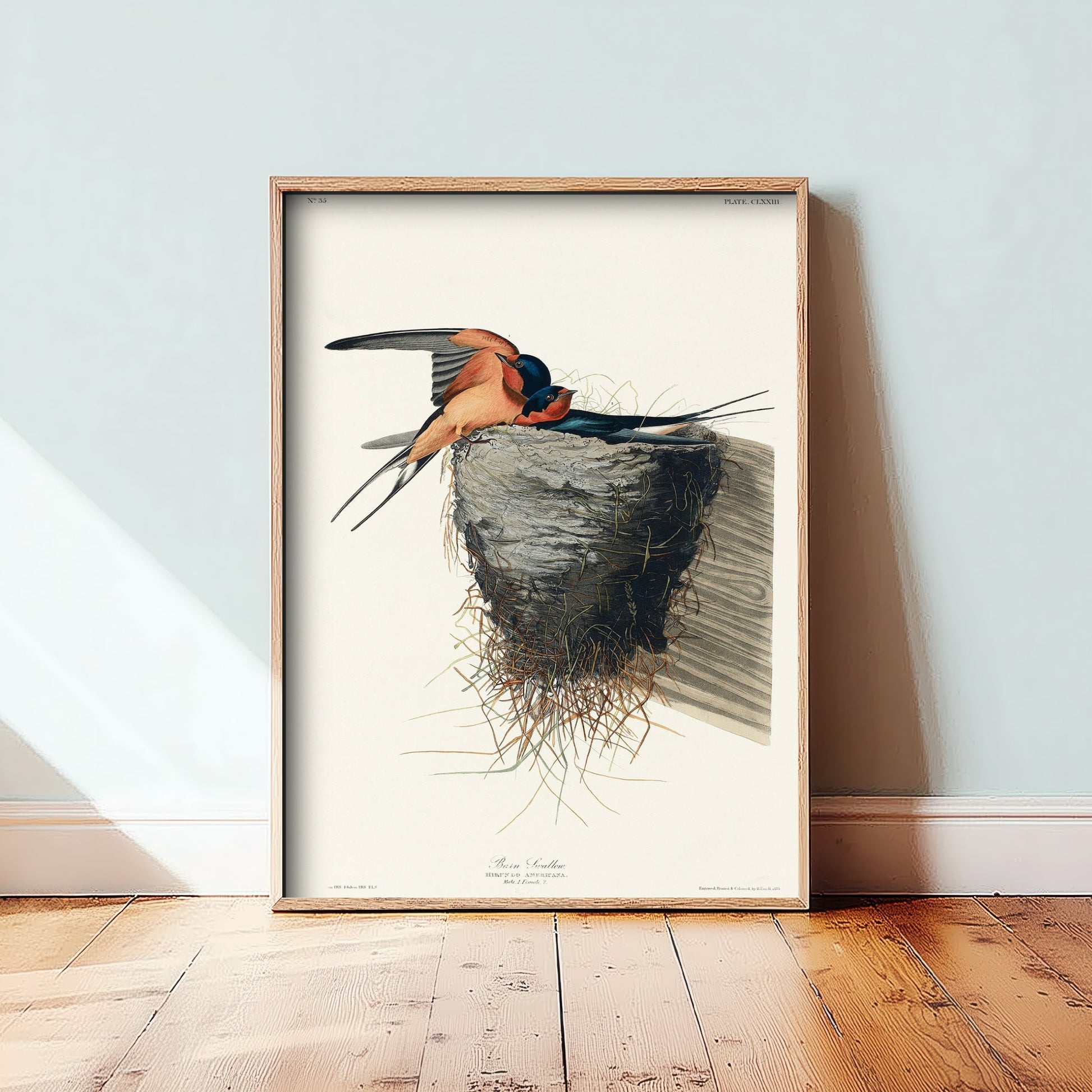 Barn Swallow Art Print - John James Audubon Poster - Birds of America Vintage Illustration