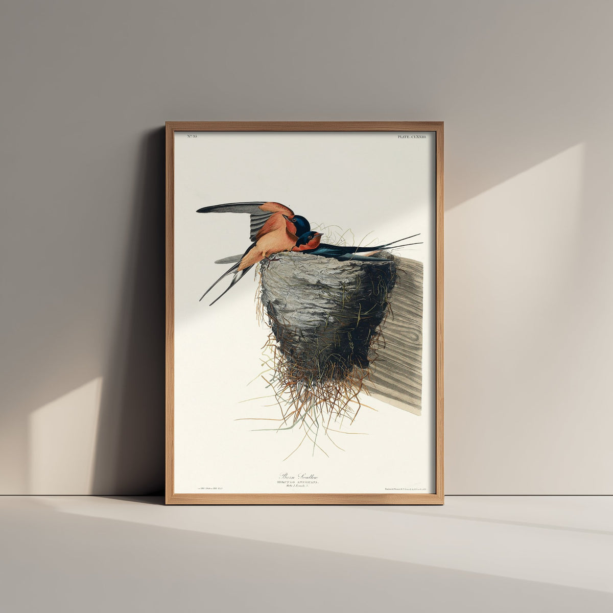 Barn Swallow Art Print - John James Audubon Poster - Birds of America Vintage Illustration