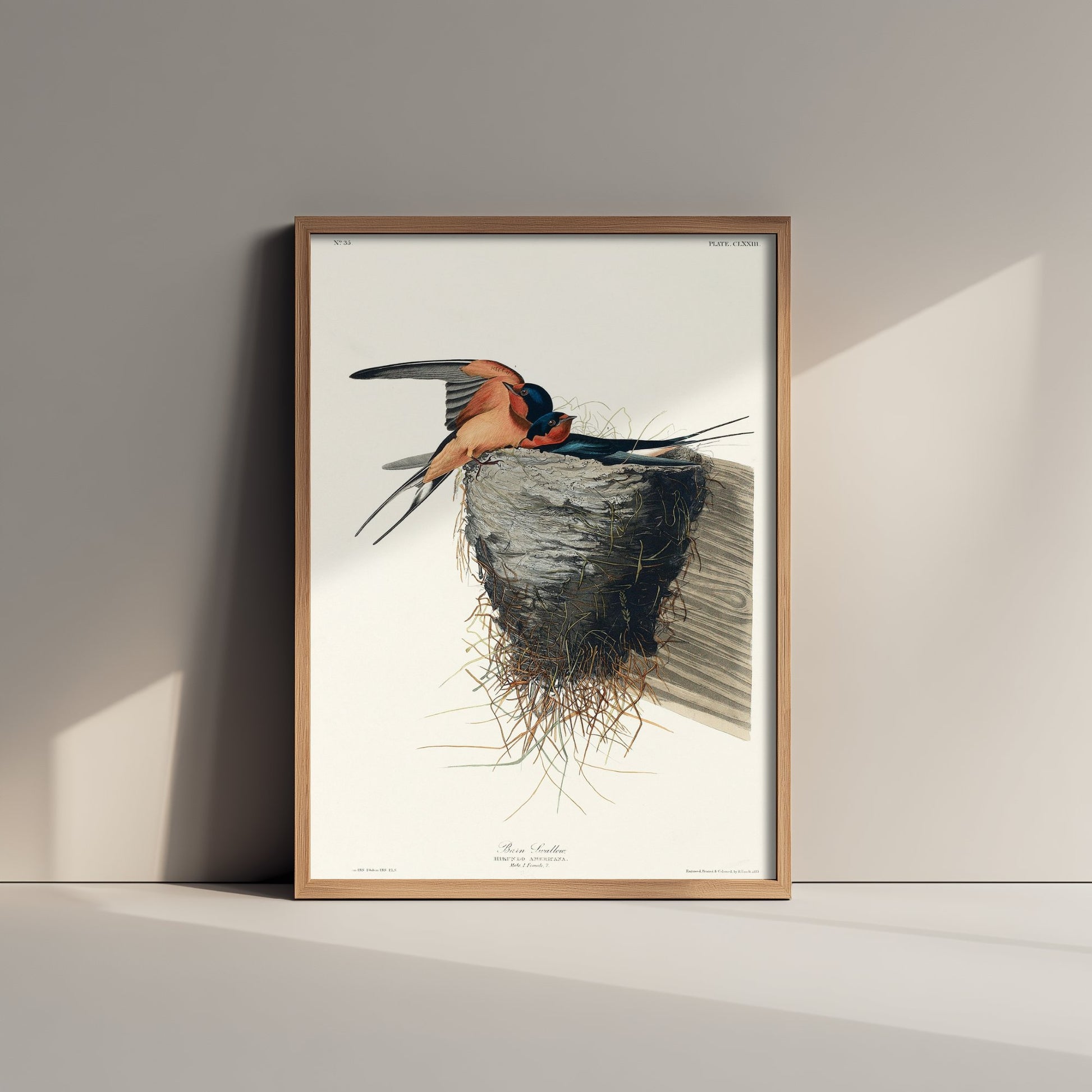 Barn Swallow Art Print - John James Audubon Poster - Birds of America Vintage Illustration