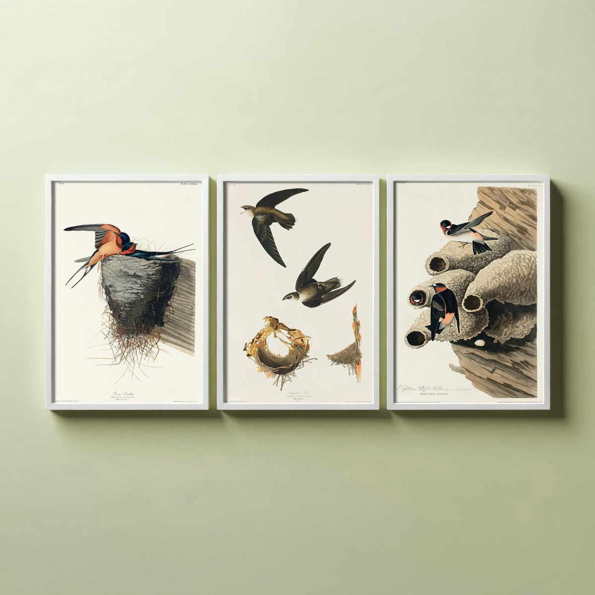 Set of Three John James Audubon Prints - Barn Swallow Chimney Swift Cliff Swallow - 3 Bird Paintings Poster Wall Art Gift Ornithology
